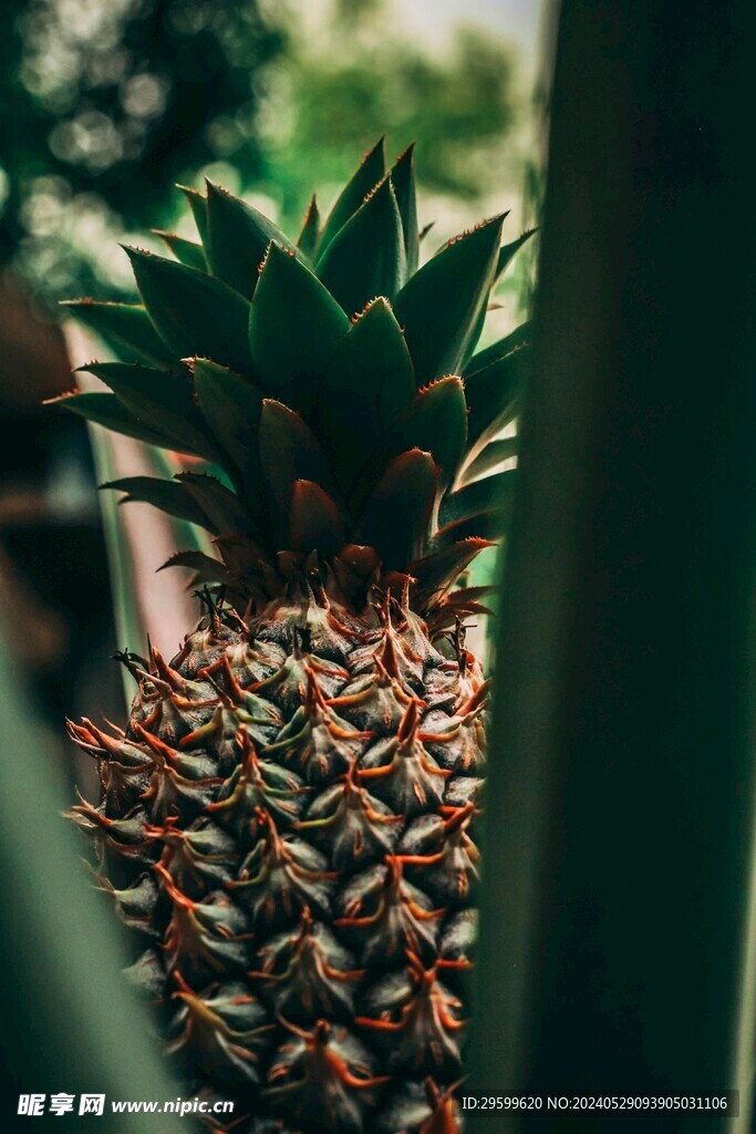凤梨  