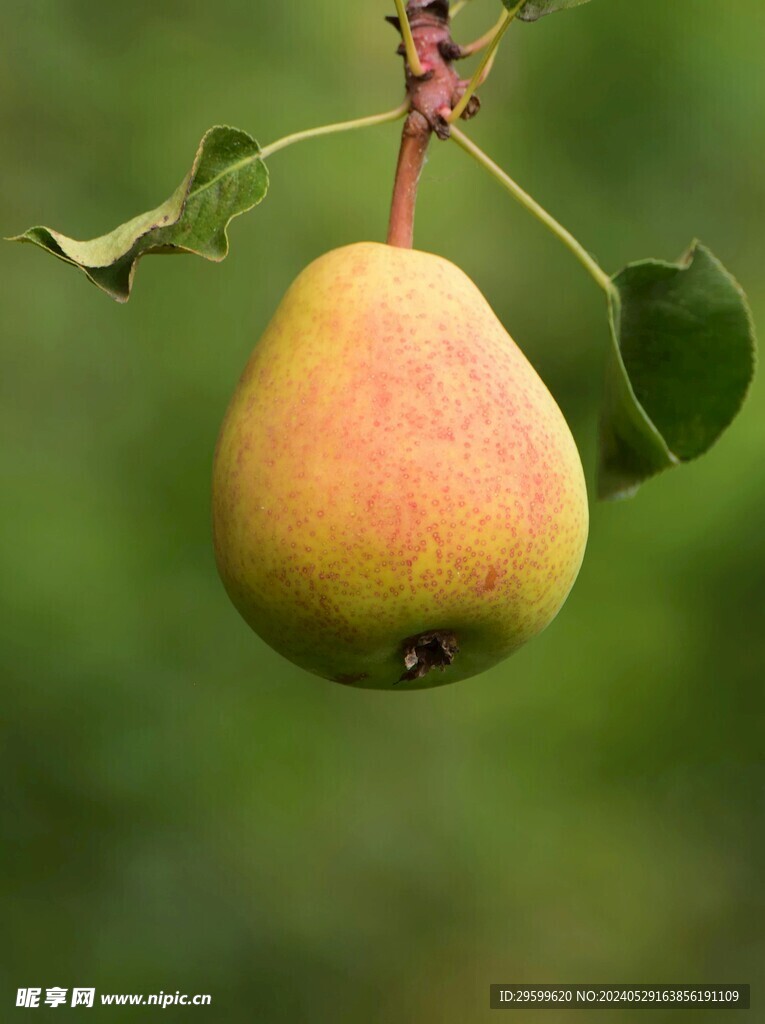 梨