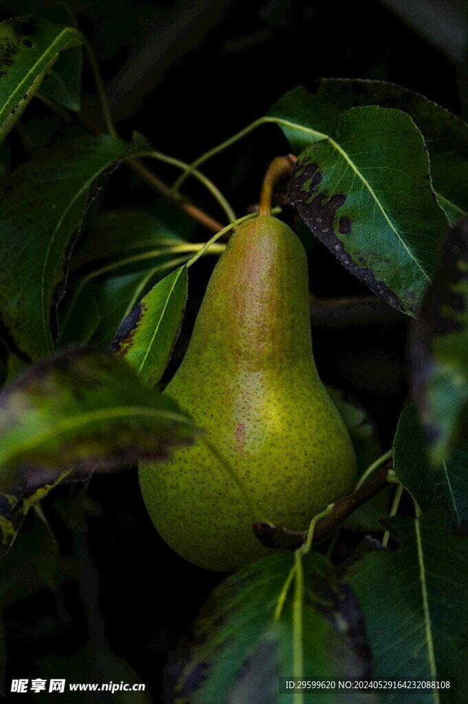 梨