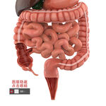3D人体肠道