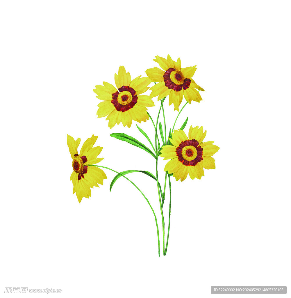 黄花