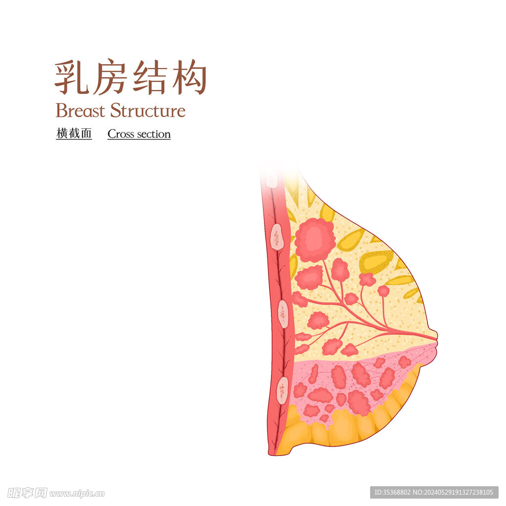 乳房结构