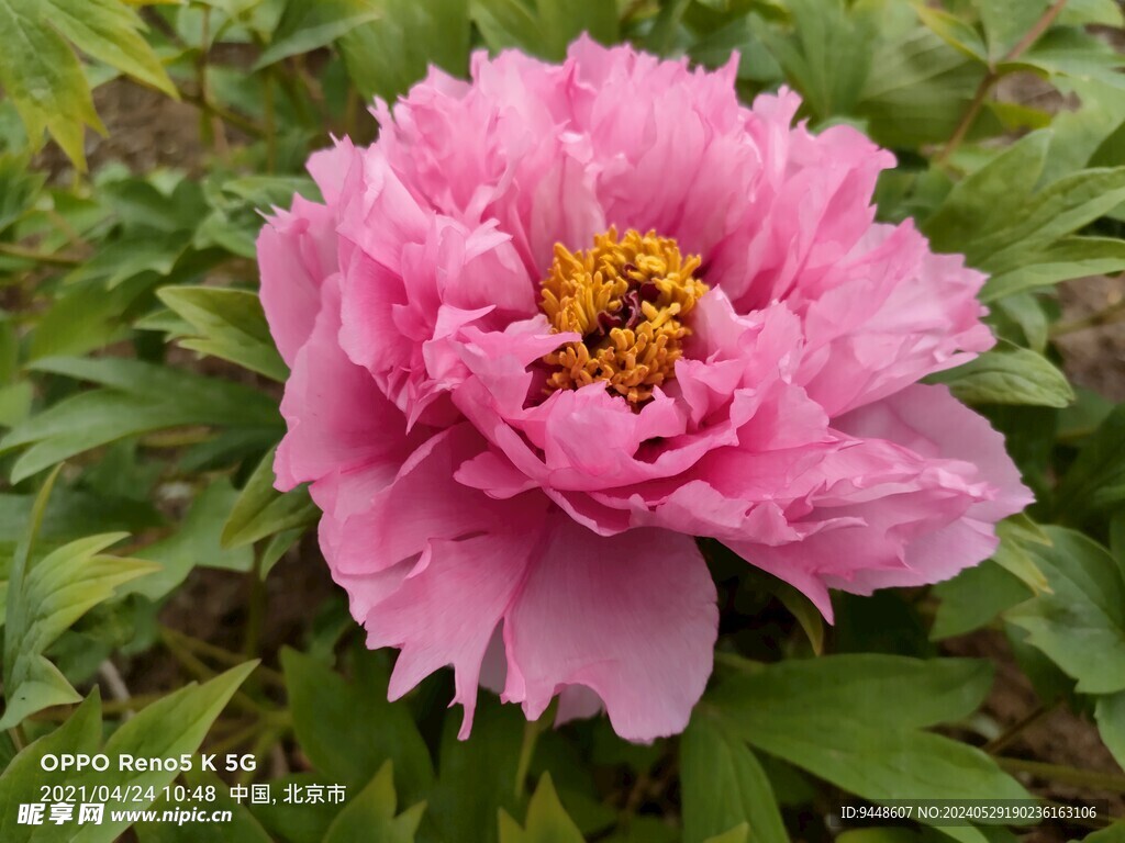 牡丹花