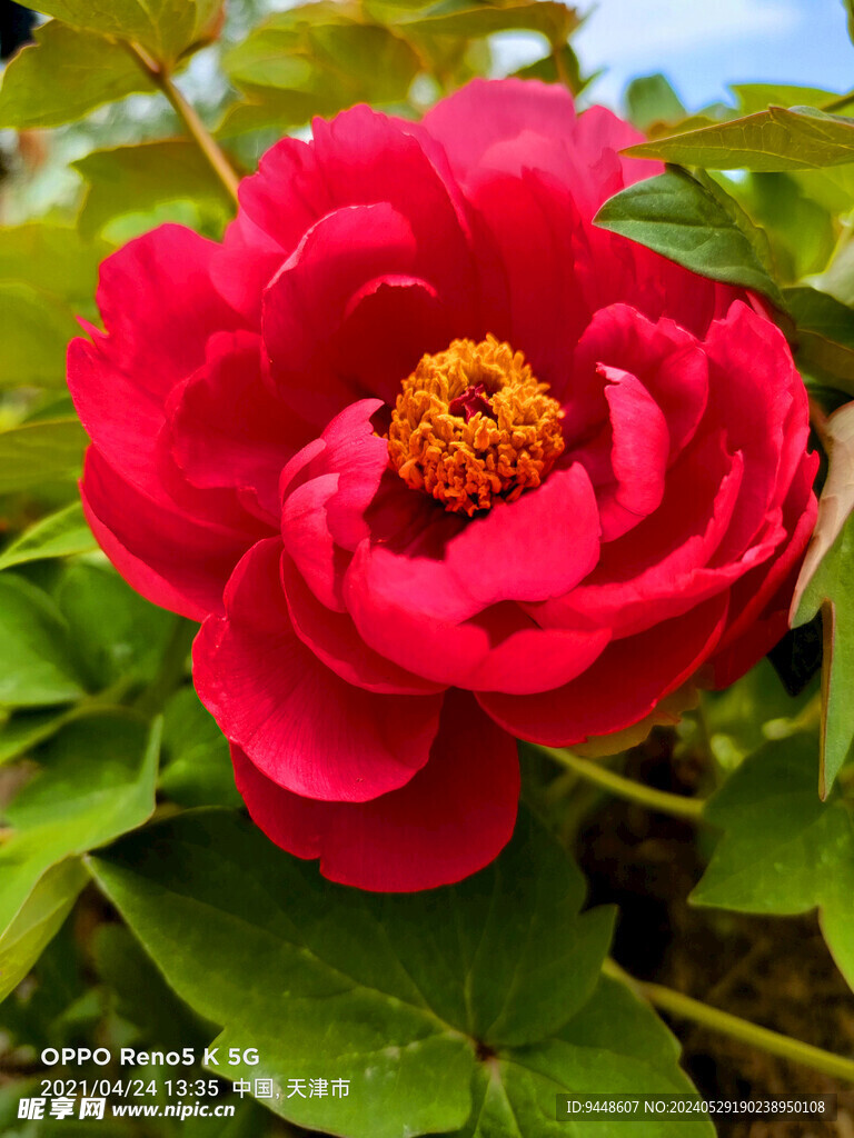 牡丹花