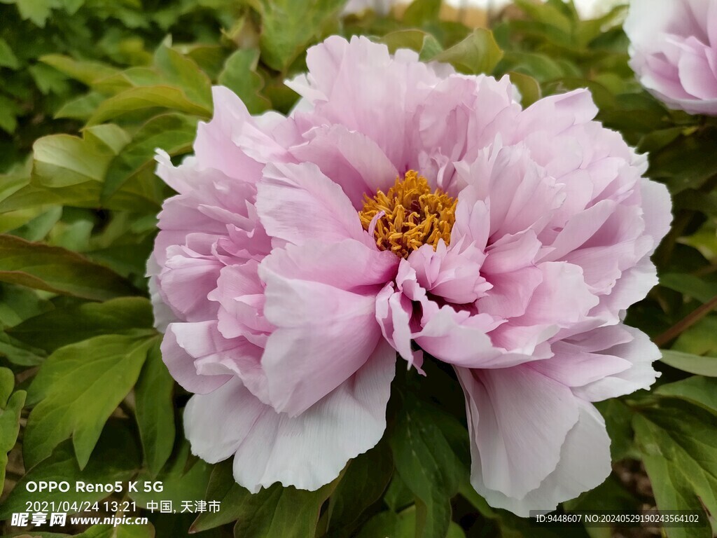 牡丹花