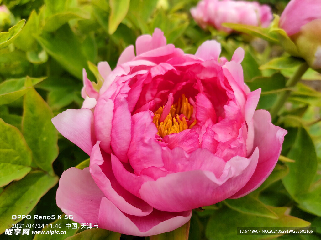 牡丹花