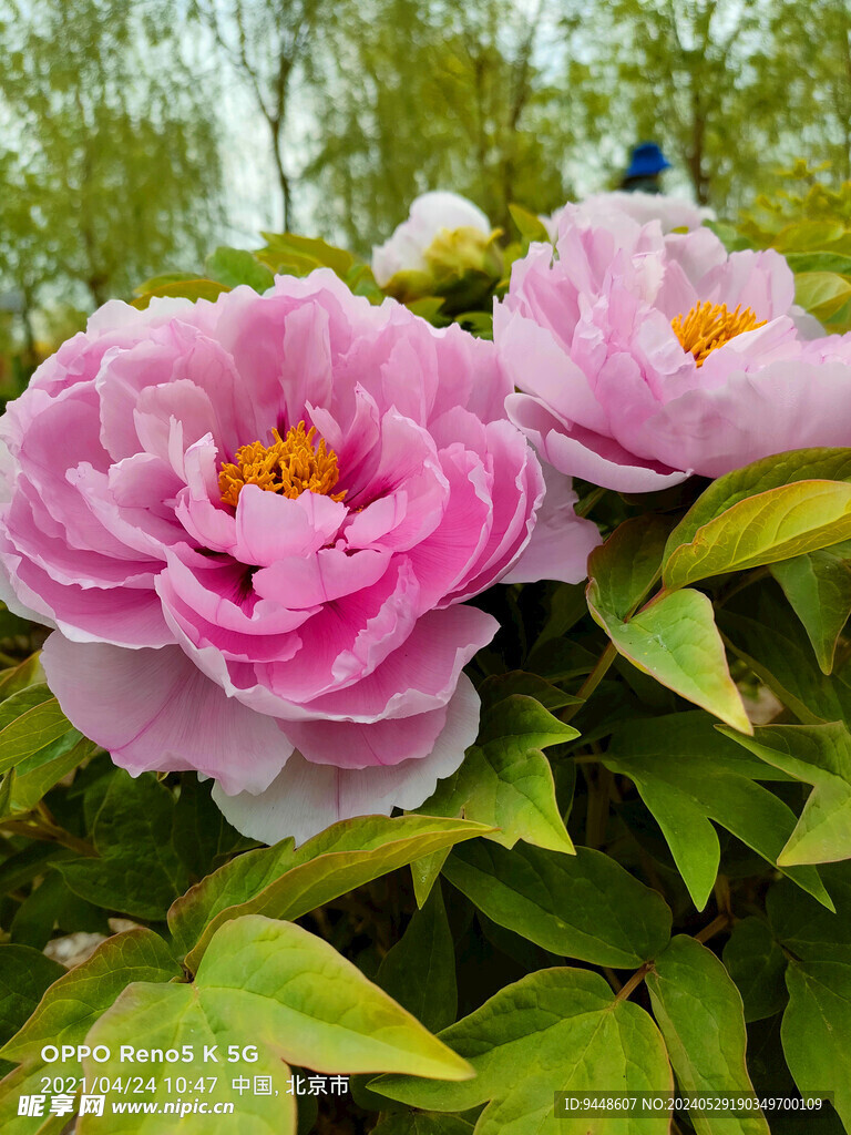 牡丹花