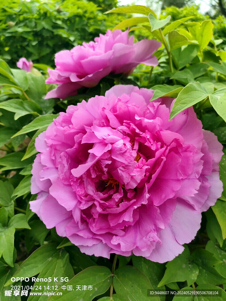牡丹花