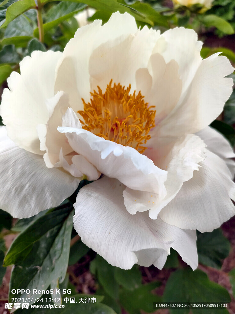 牡丹花