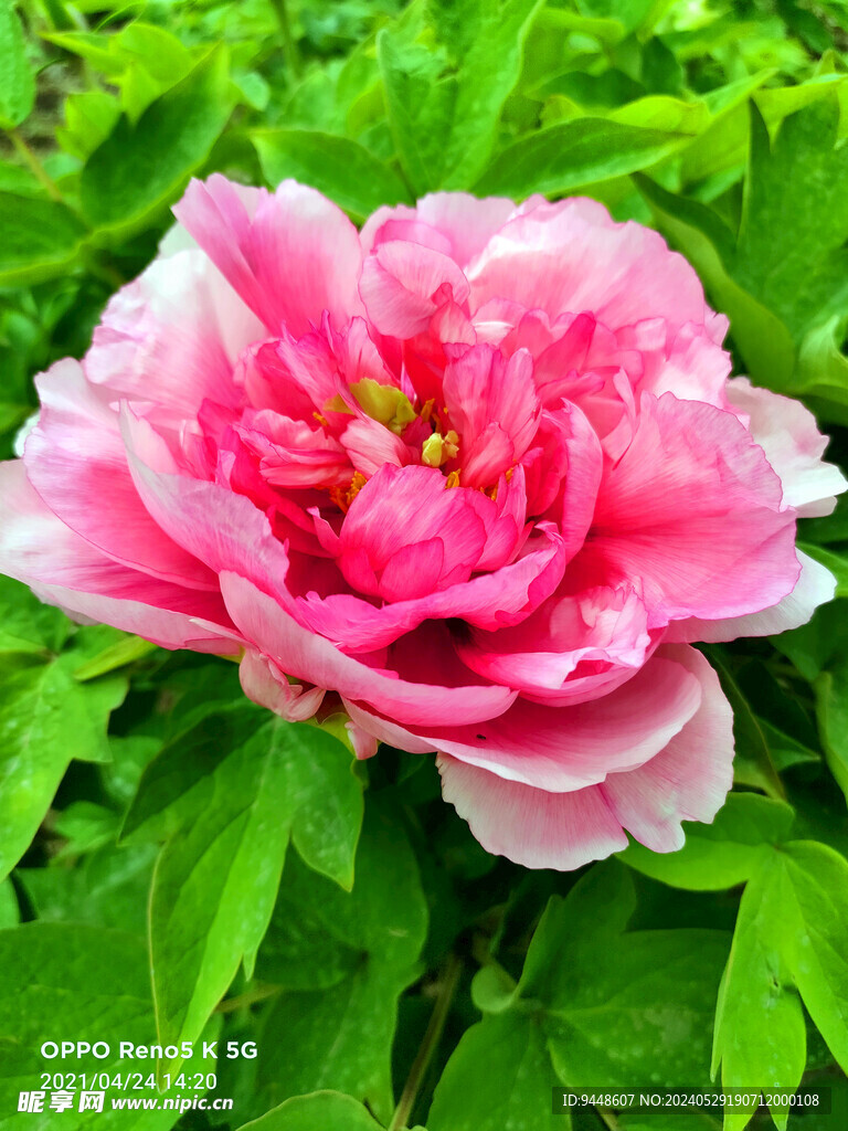 牡丹花