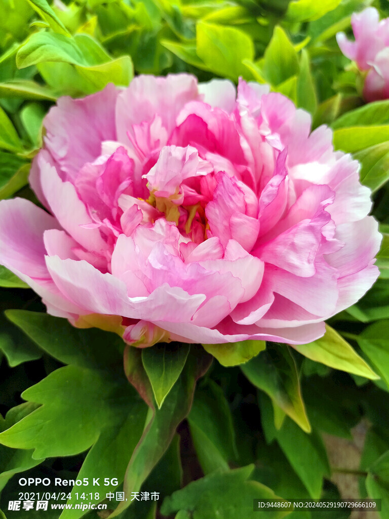 牡丹花