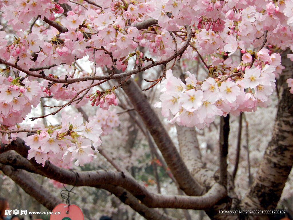 樱花