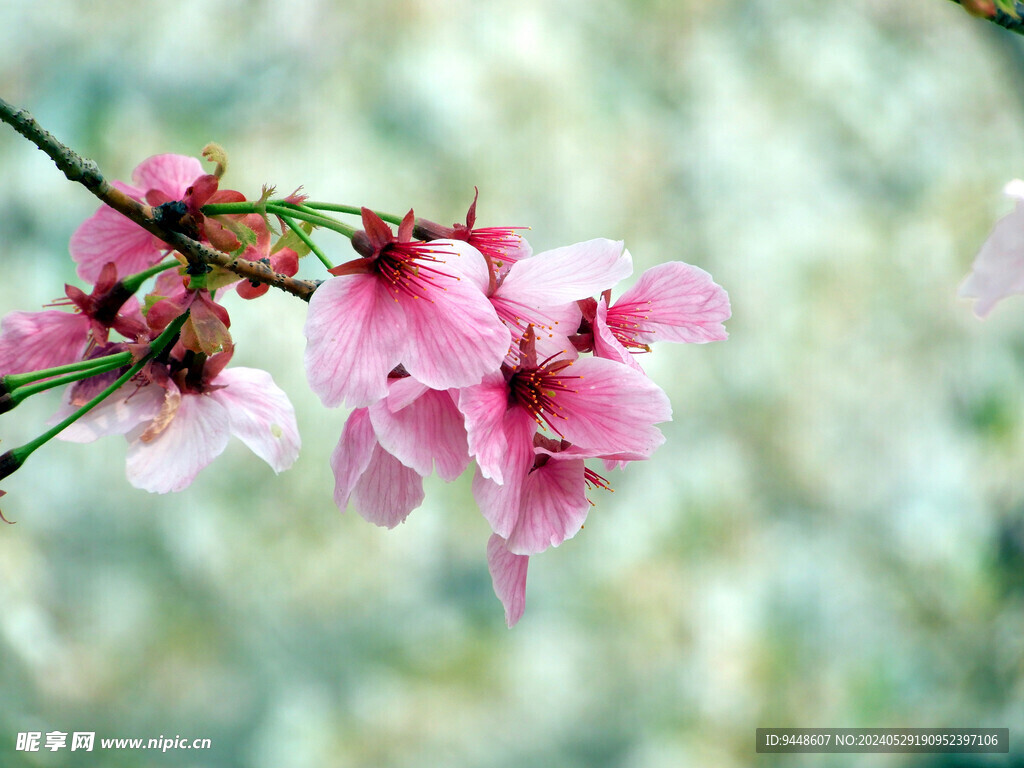 樱花