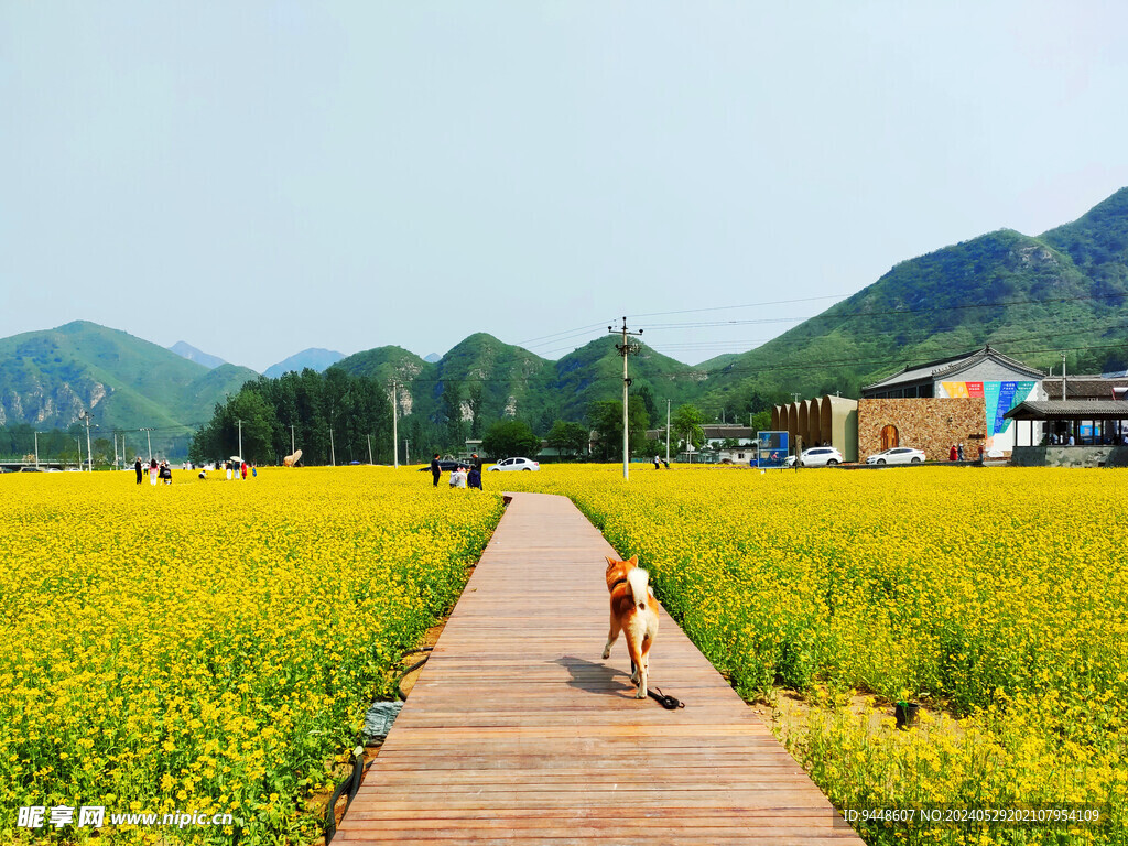 油菜花田