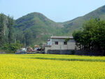油菜花田