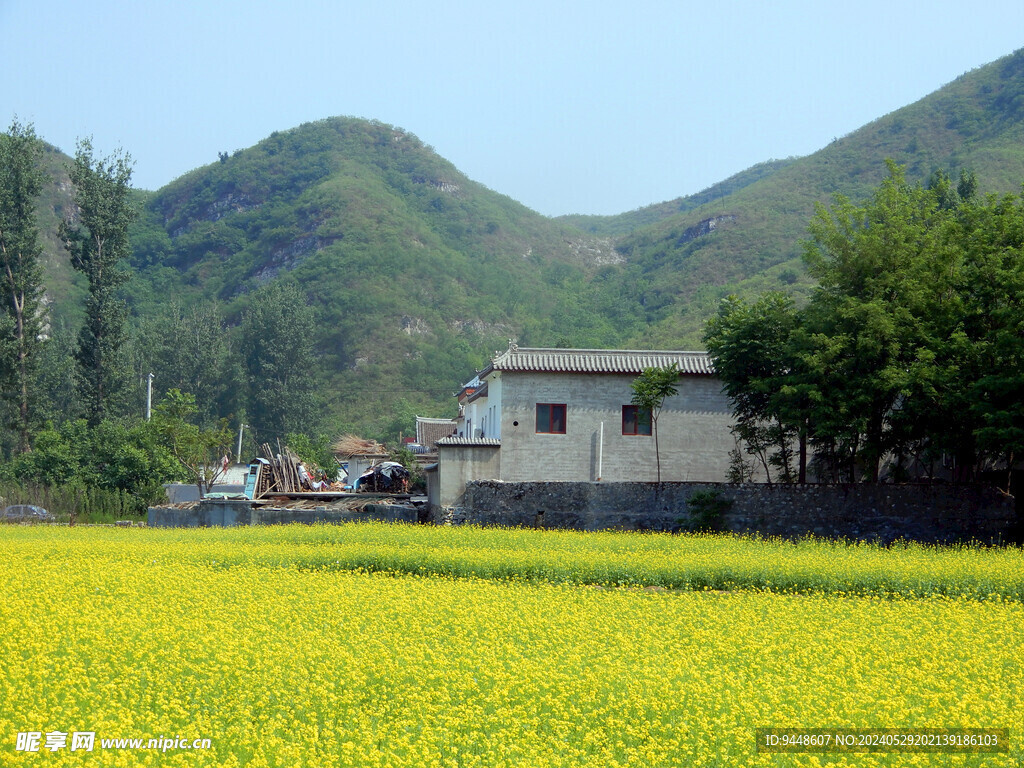 油菜花田