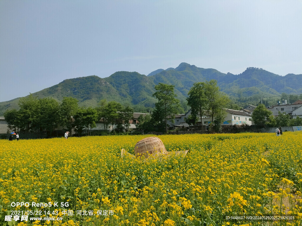 油菜花田