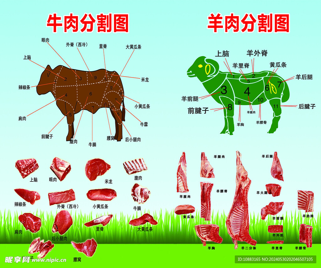 牛羊分割图