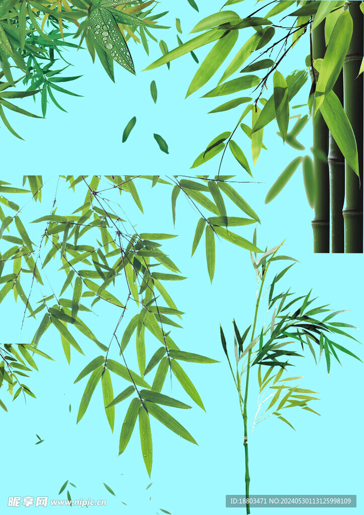 竹素材 分层psd