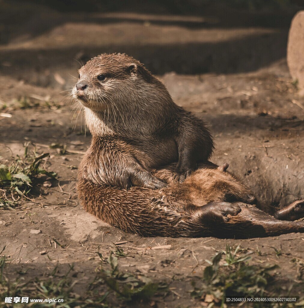 水獺