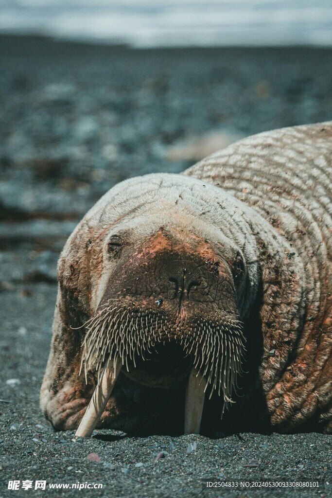 海象