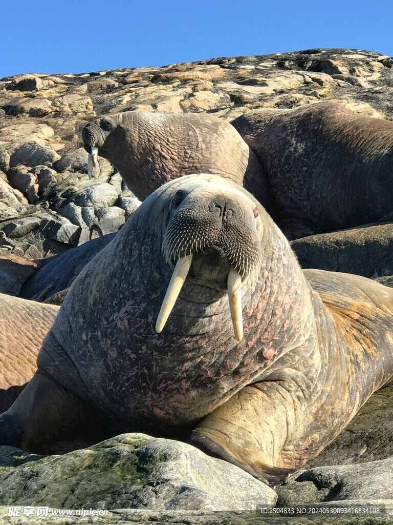 海象