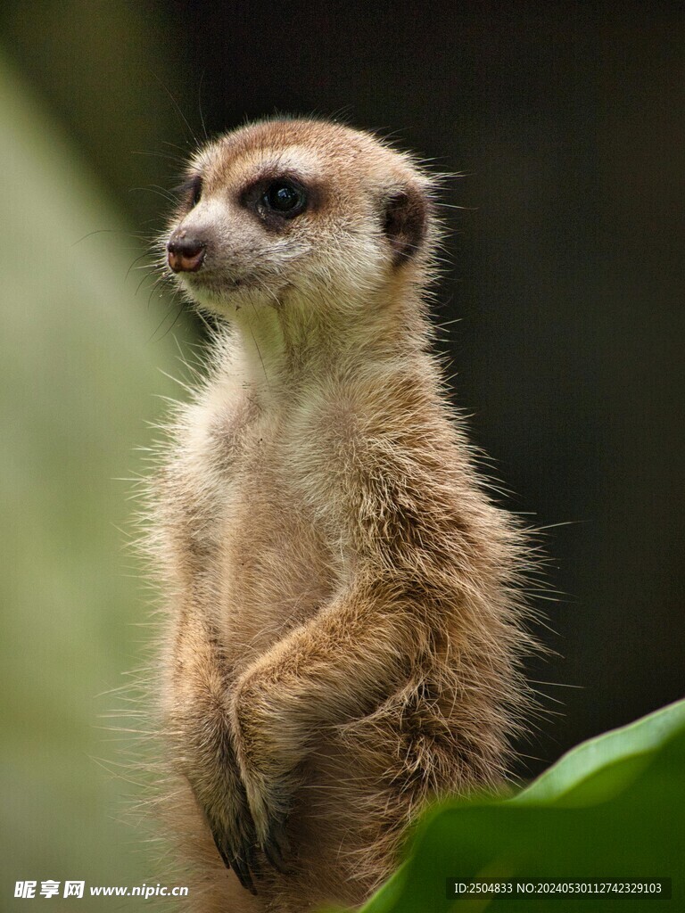 獴
