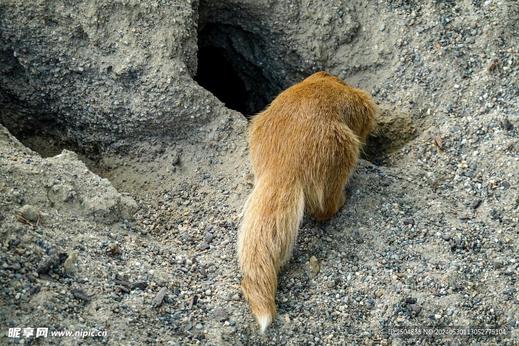 獴