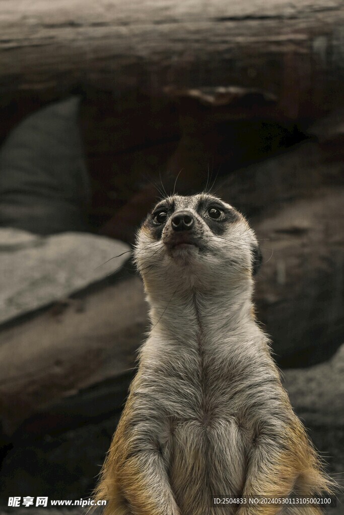 獴