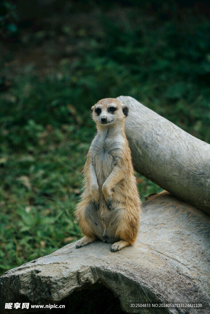 獴