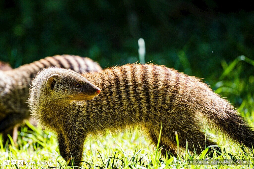 獴