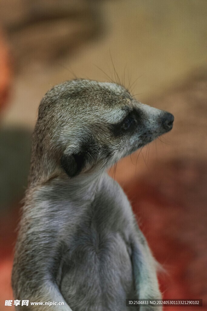 獴
