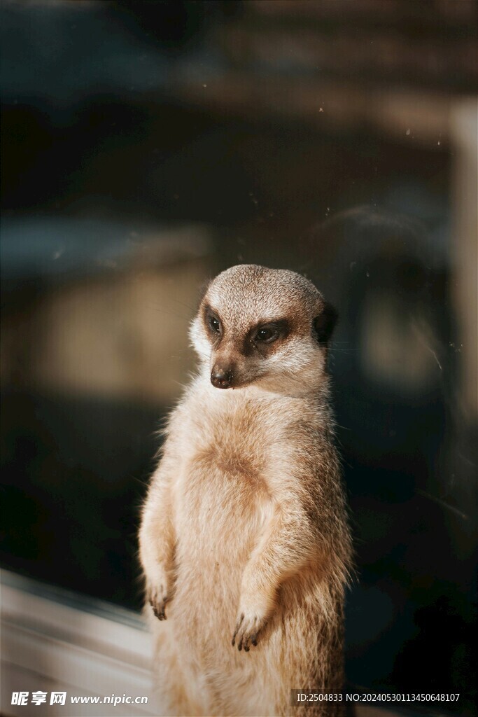 獴