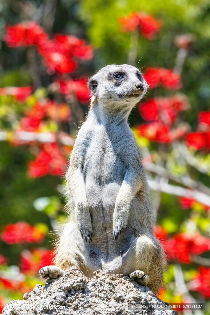 獴