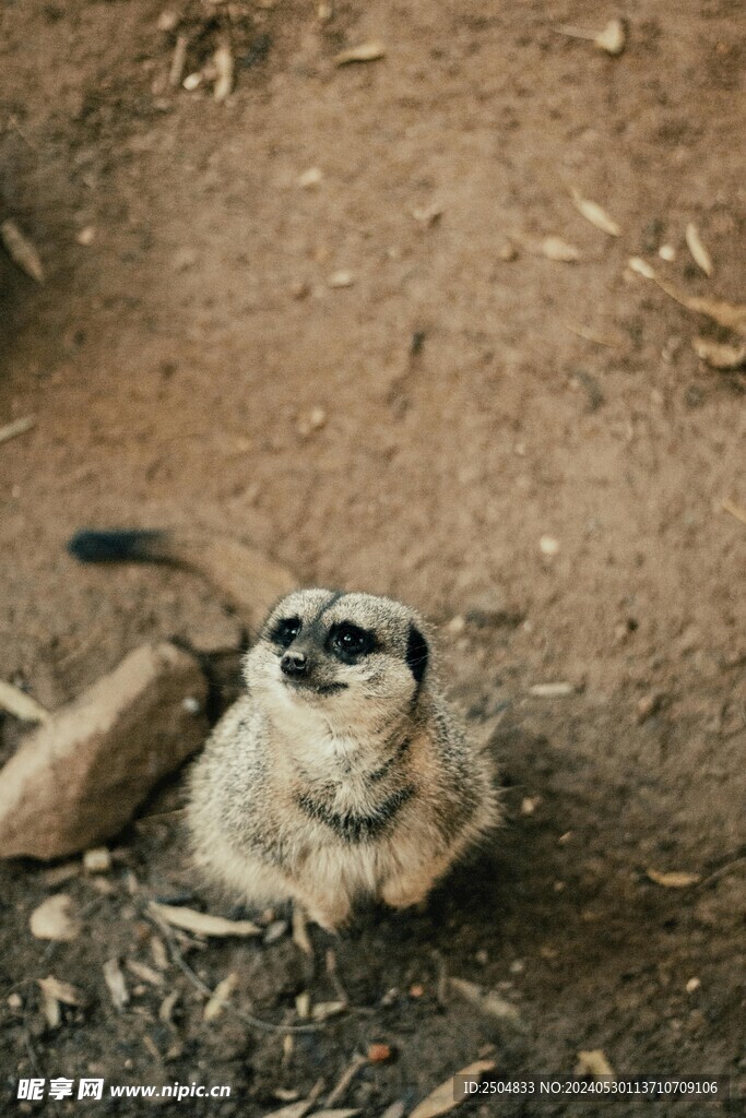 獴