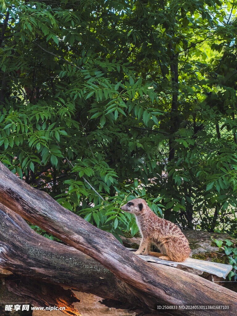 獴