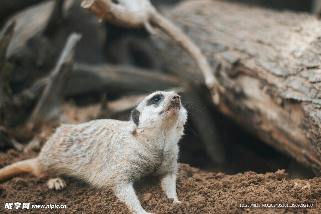 獴