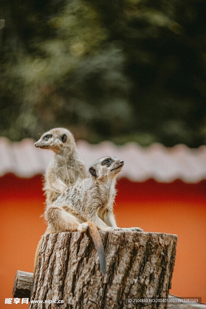獴