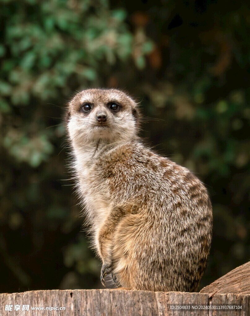 獴