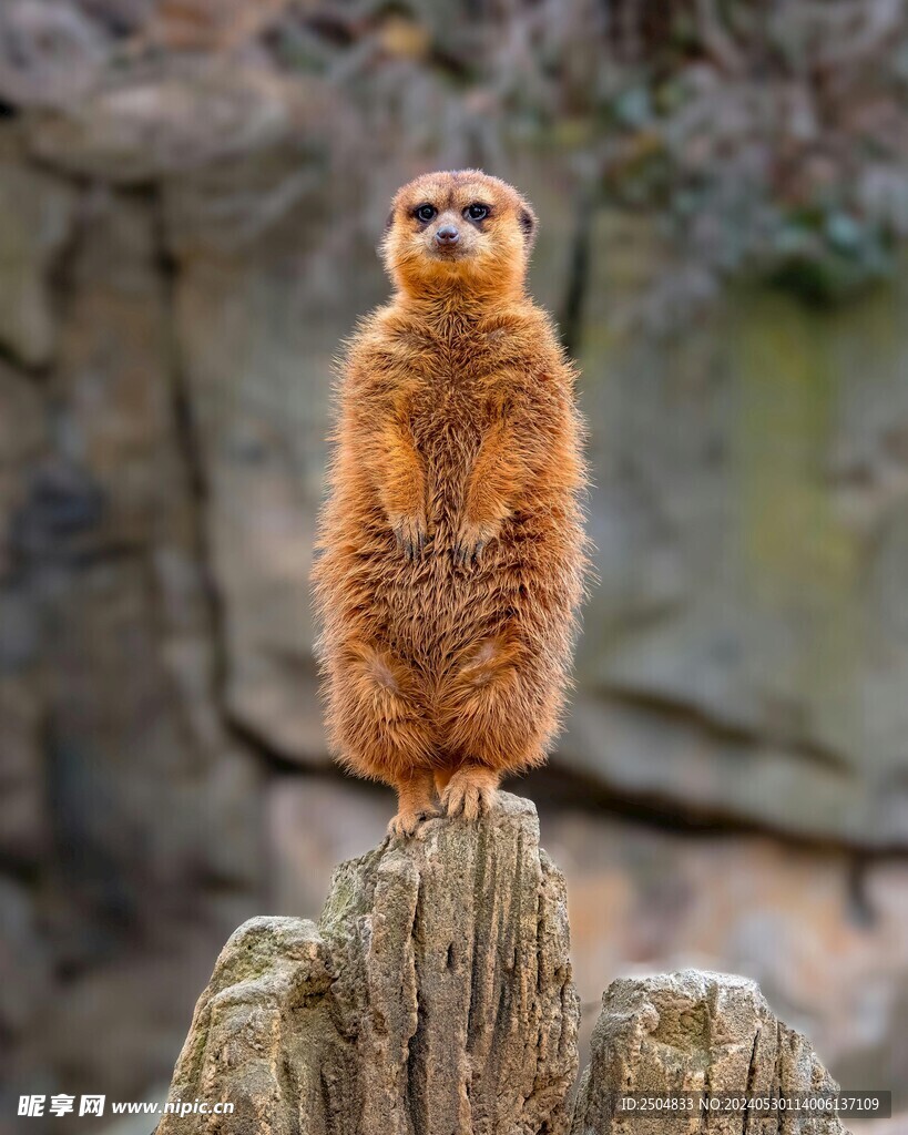 獴