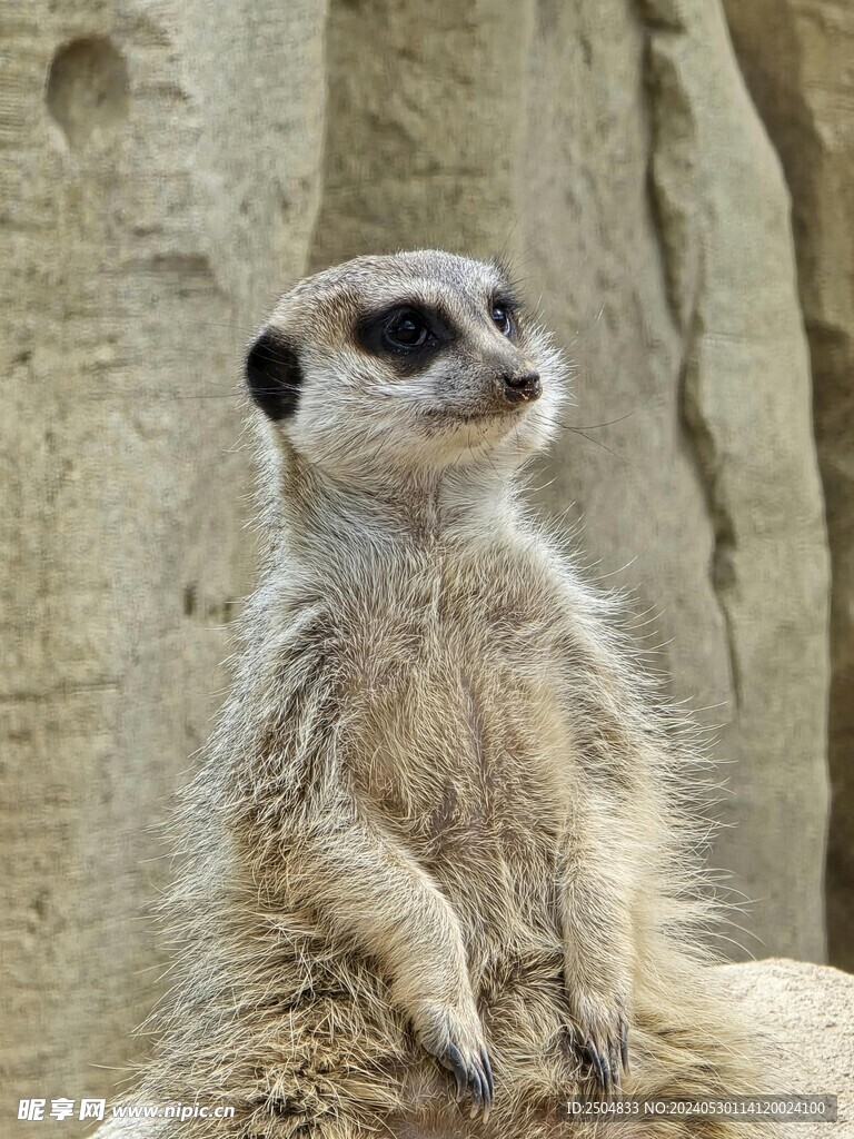 獴
