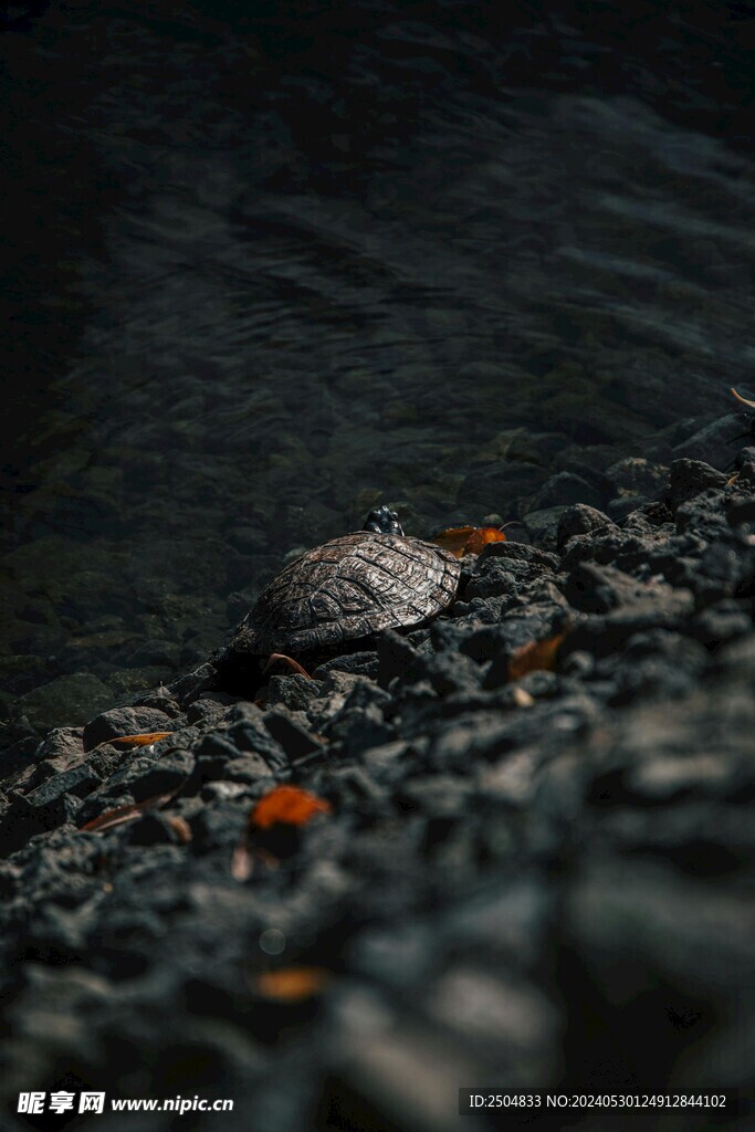 龟