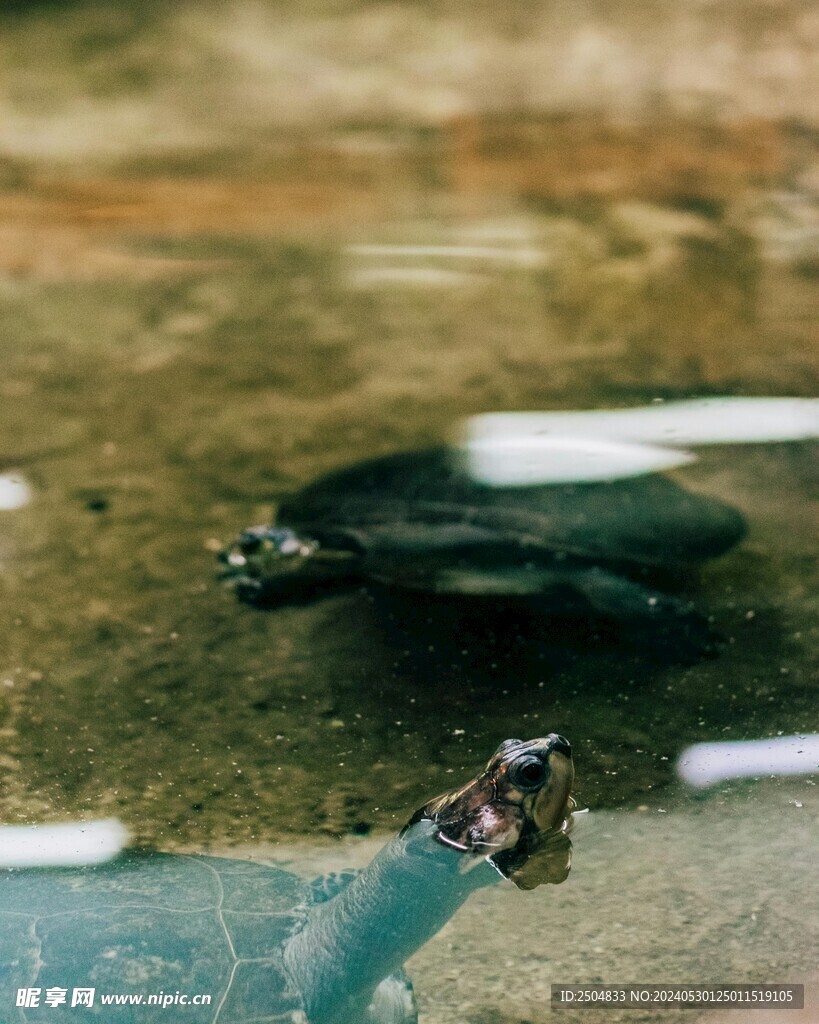 龟