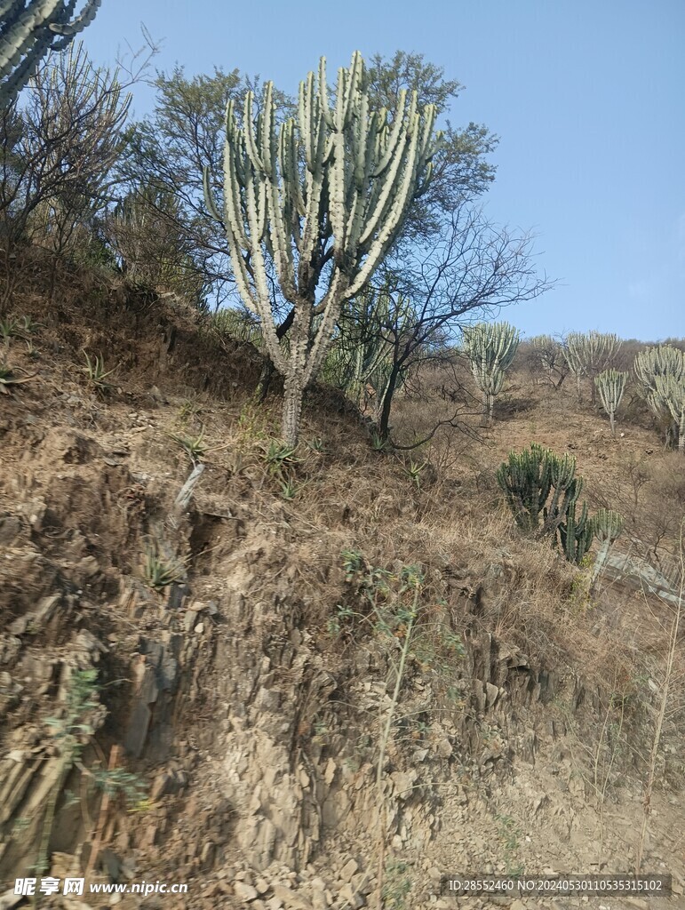 仙人掌树