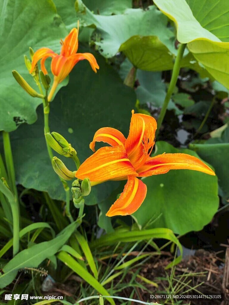 黄花菜
