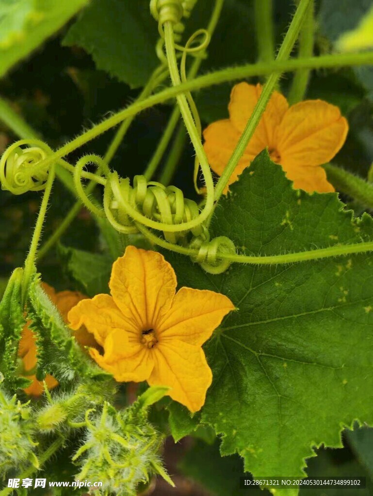 两朵黄瓜花