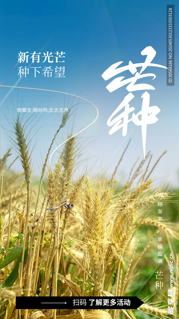 芒种