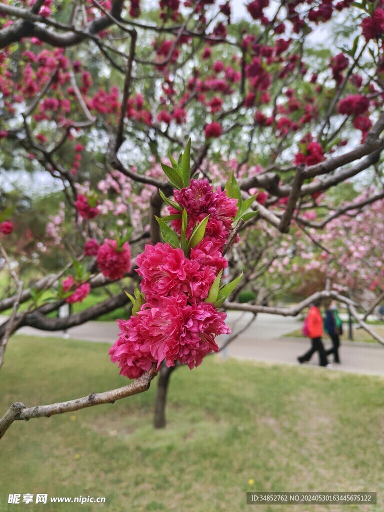 桃花