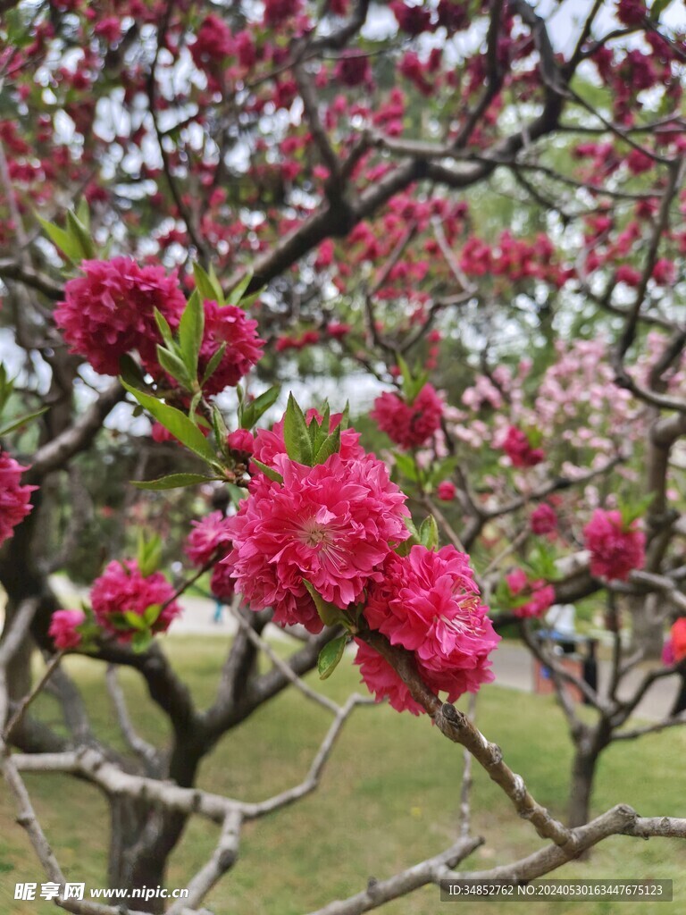 桃花