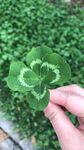 手拿幸运草